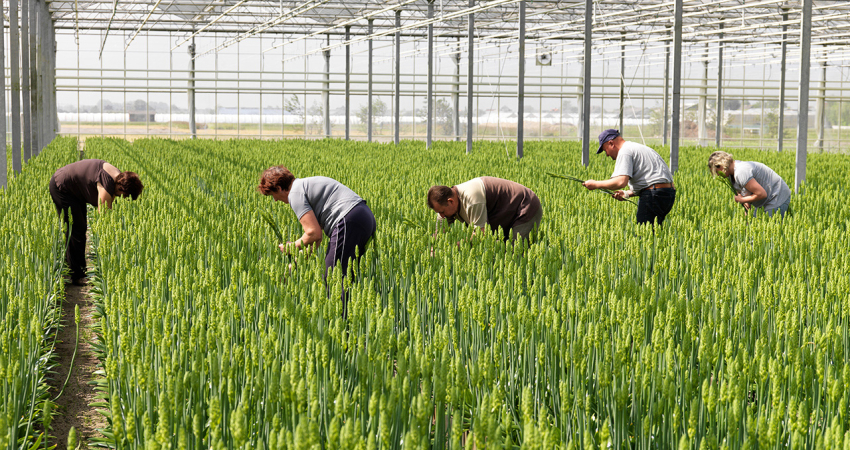 Maatschappelijke inbedding van innovatie